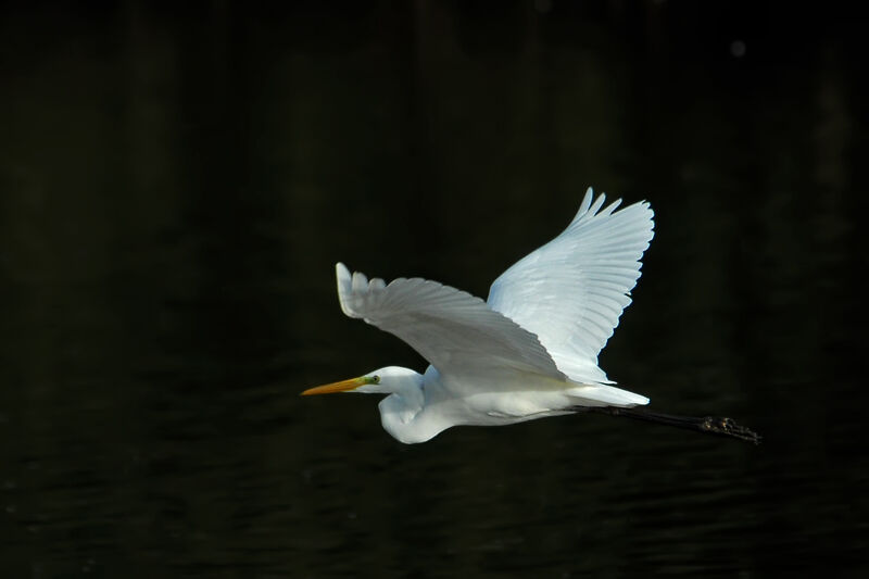 Grande Aigrette, Vol