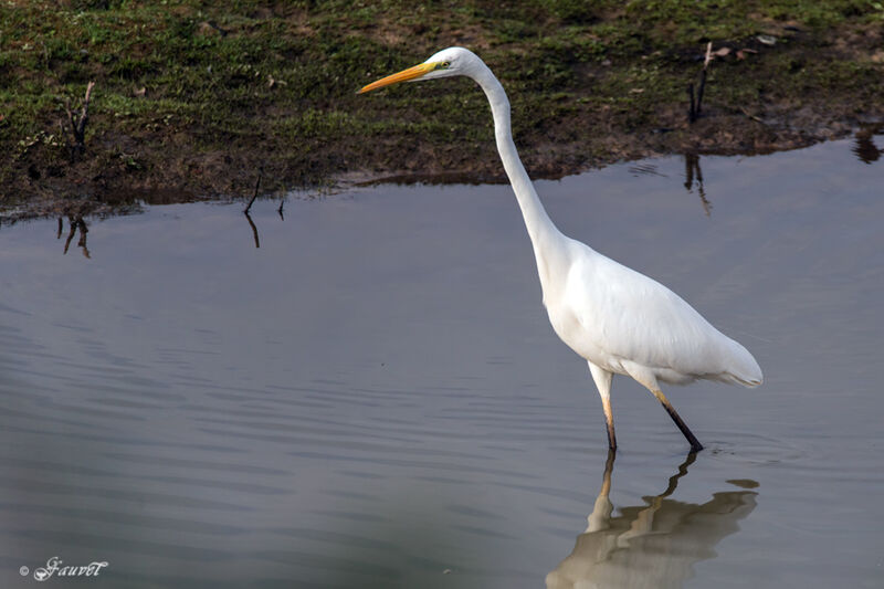 Grande Aigrette, identification