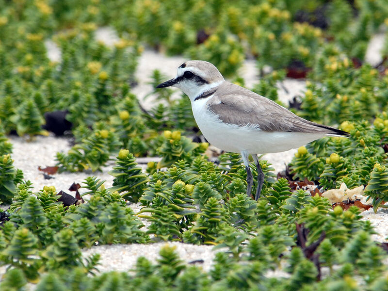 Kentish Plover male adult breeding, identification