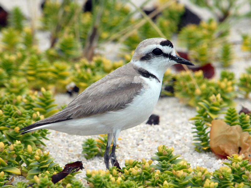 Kentish Plover male adult breeding, identification