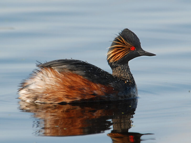 Grèbe à cou noiradulte, identification