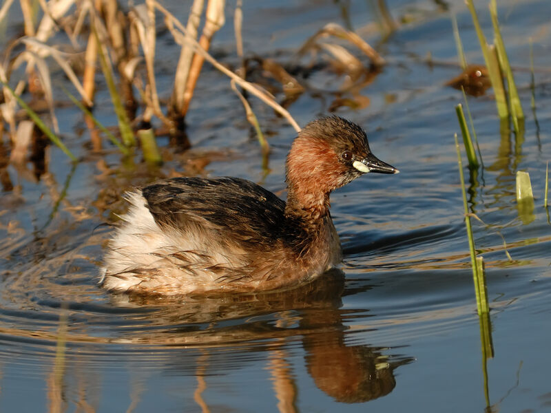 Little Grebe