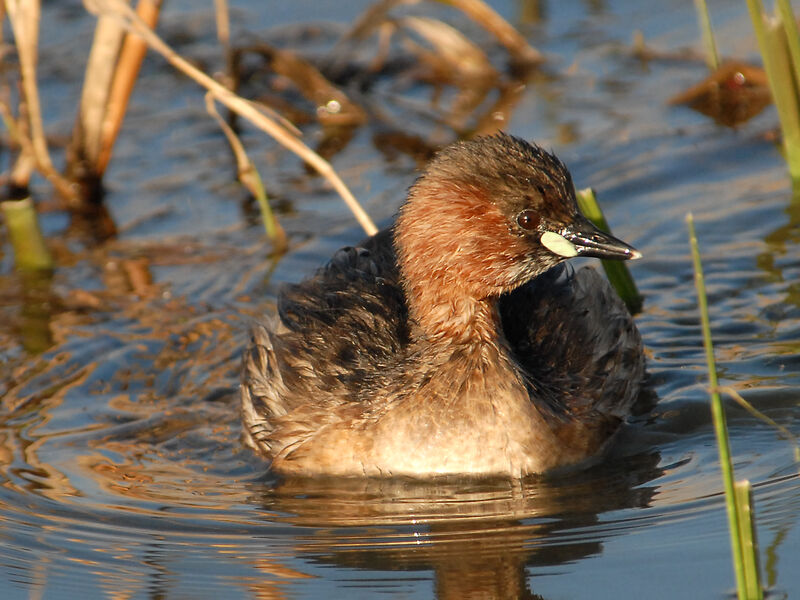 Little Grebe