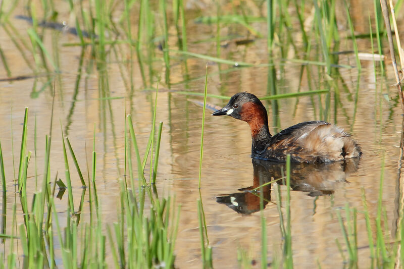 Little Grebeadult, identification