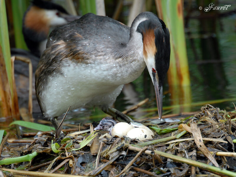 Great Crested Grebe adult breeding