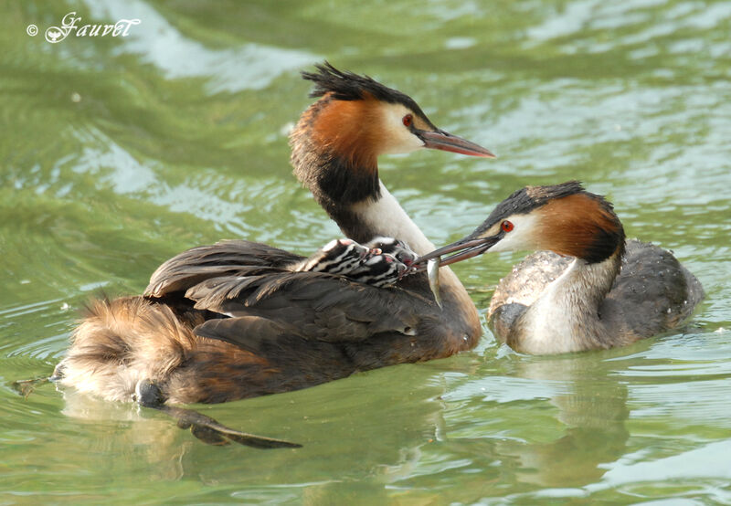 Great Crested Grebe