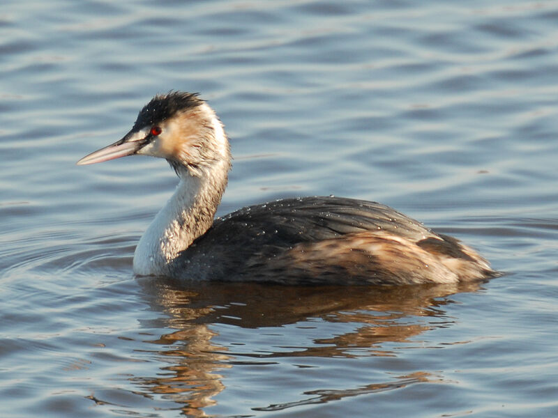 Great Crested Grebeimmature