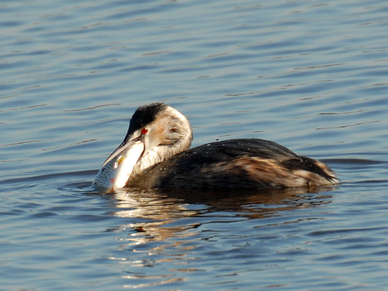 Great Crested Grebe