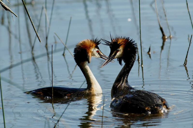 Great Crested Grebe adult breeding, identification, Behaviour