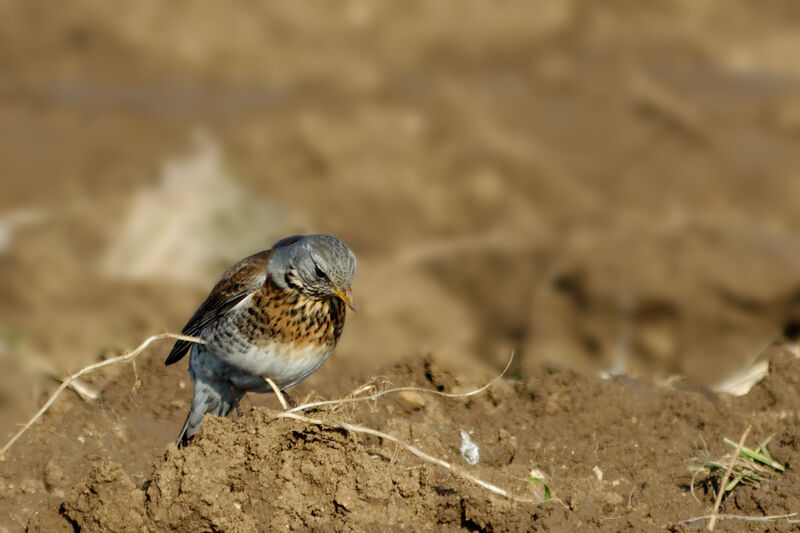 Fieldfareadult post breeding, identification, Behaviour