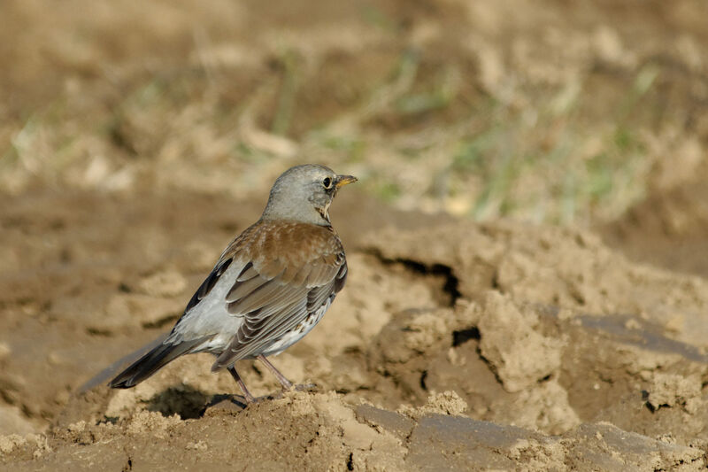 Fieldfareadult post breeding, identification