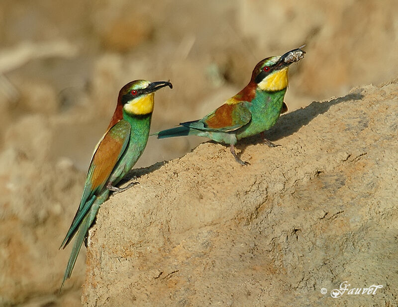 European Bee-eater