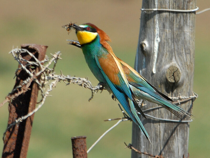 European Bee-eater