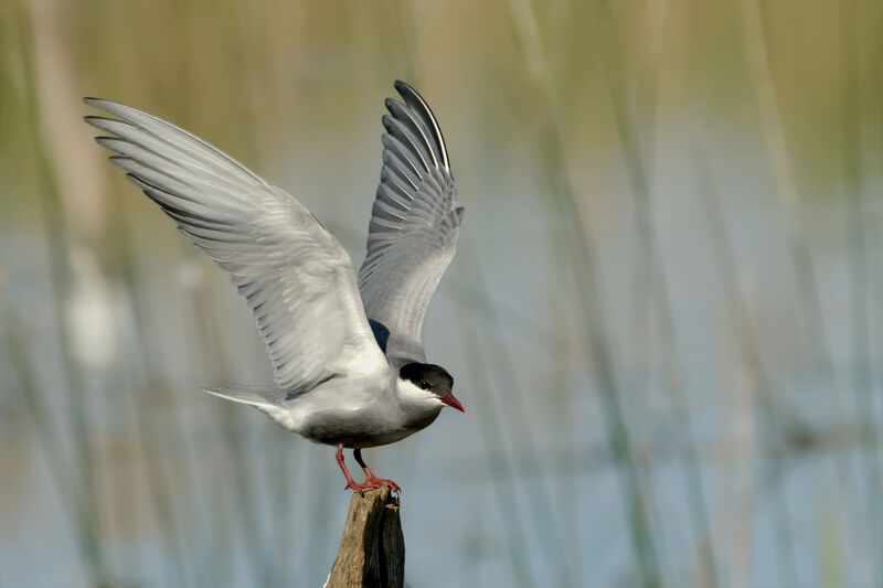 Whiskered Tern, identification