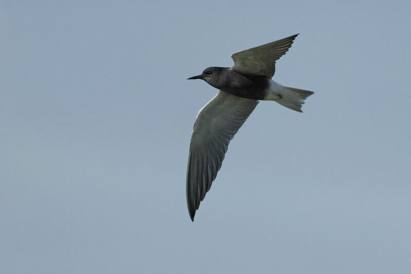 Guifette noireadulte nuptial, Vol