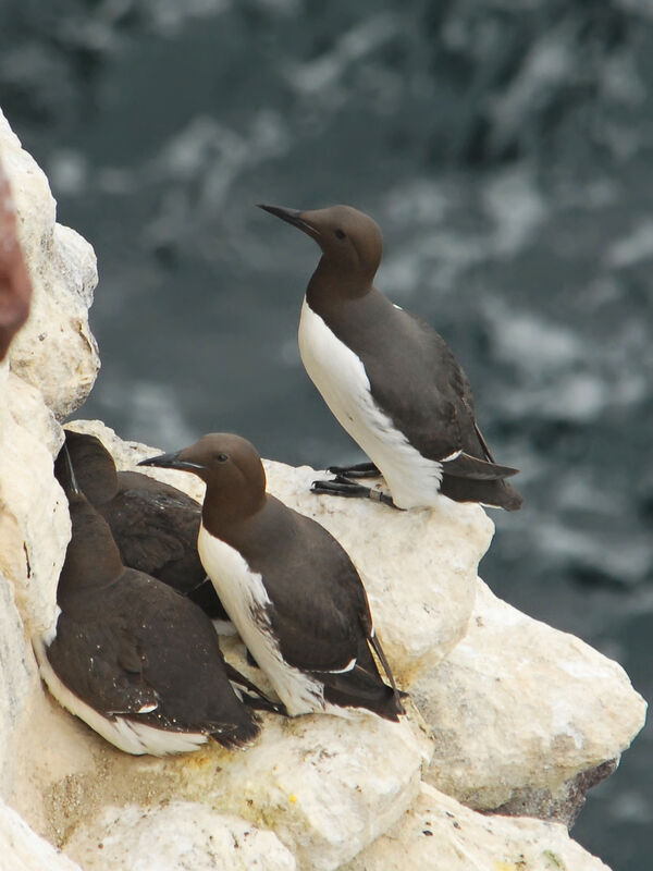 Guillemot de Troïl, identification, Nidification