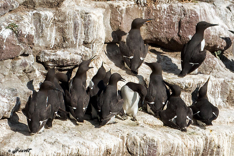 Guillemot de Troïl, Nidification