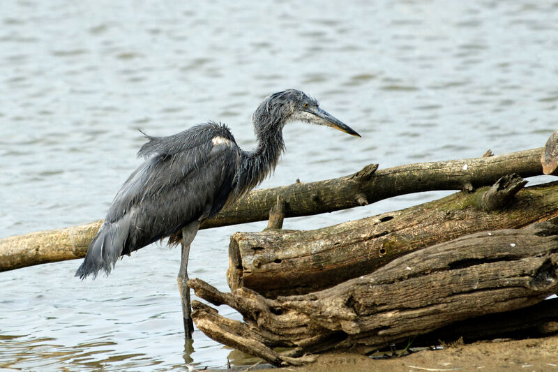 Grey Heronjuvenile, identification