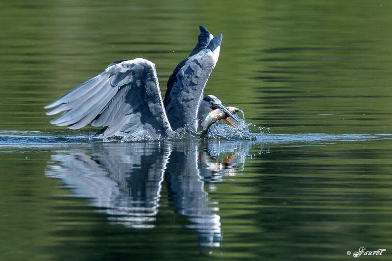 Grey Heron