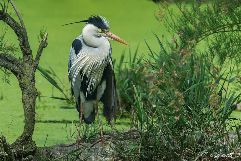 Grey Heron