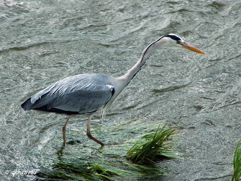 Grey Heronadult