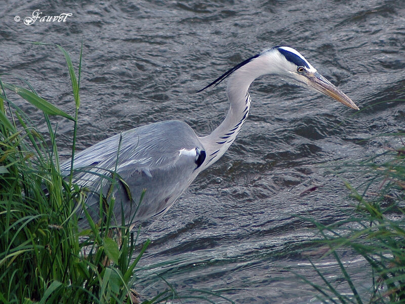 Grey Heronadult