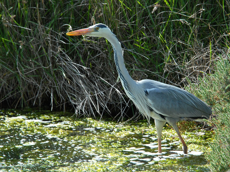 Grey Heron