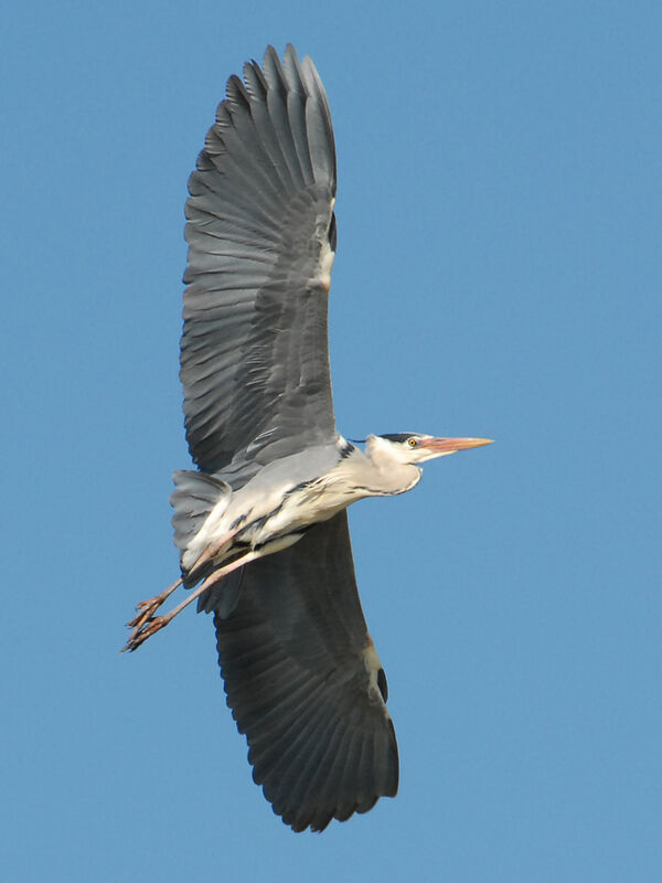 Grey Heron, Flight