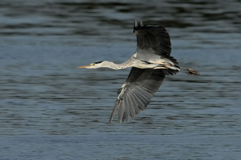 Grey Heron