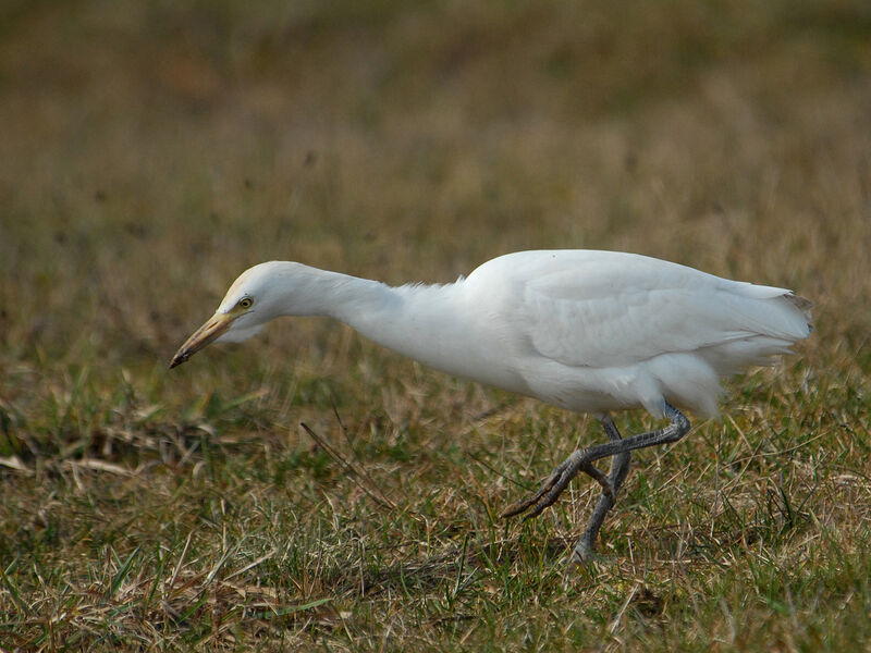 Western Cattle Egret, Behaviour