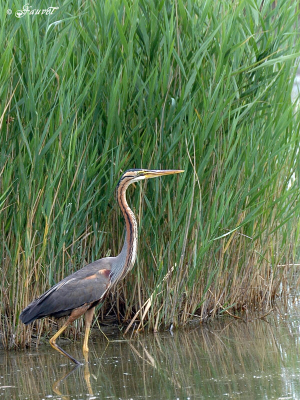 Purple Heron