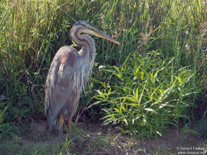 Purple Heronadult, identification