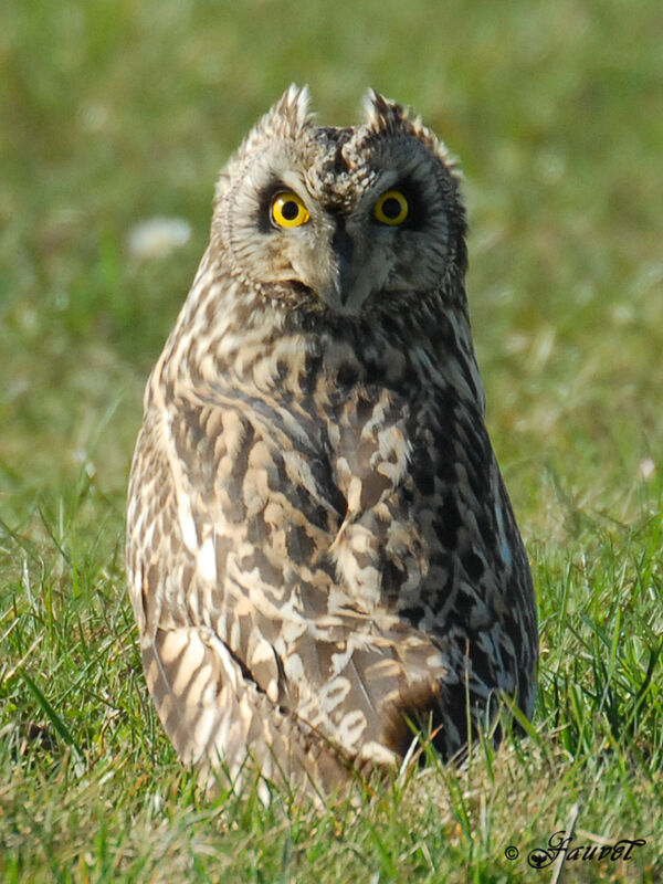 Hibou des marais