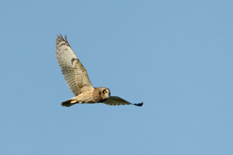 Short-eared Owladult post breeding, Flight