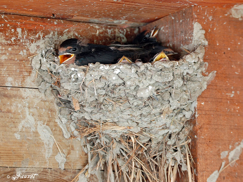 Barn Swallow, Reproduction-nesting