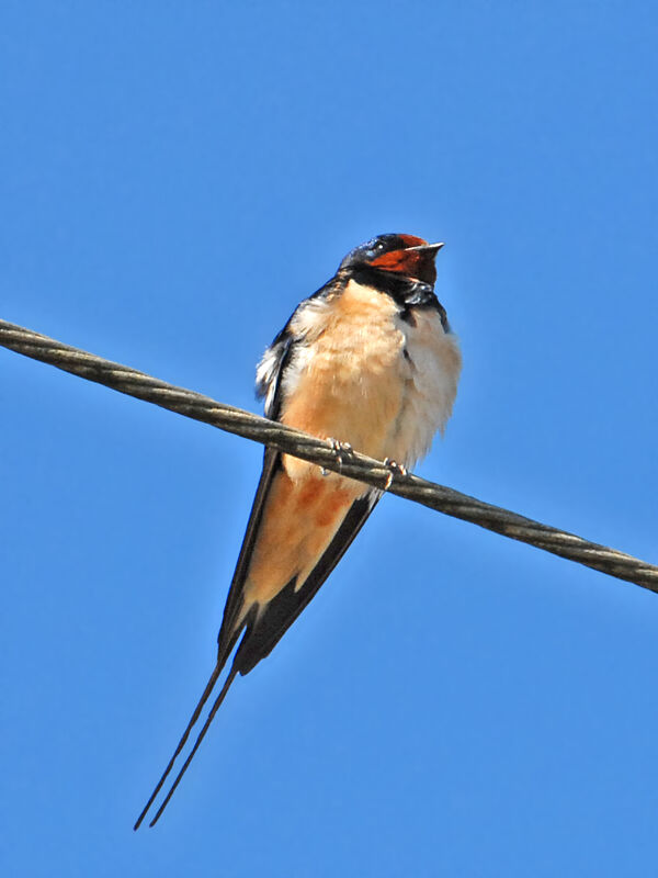 Hirondelle rustique, identification