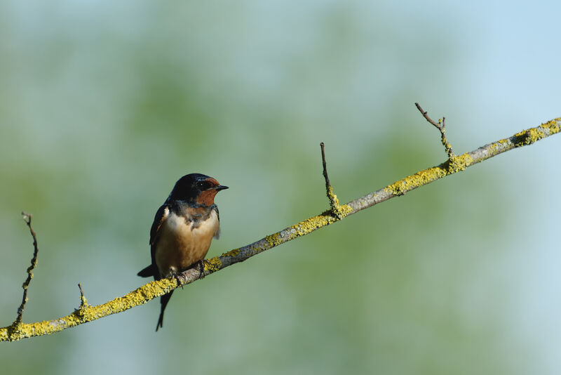 Barn Swallow