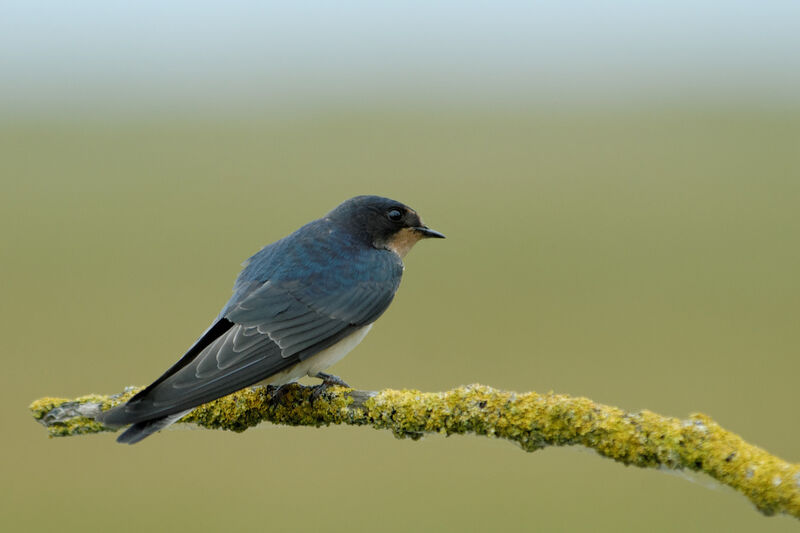 Barn Swallow