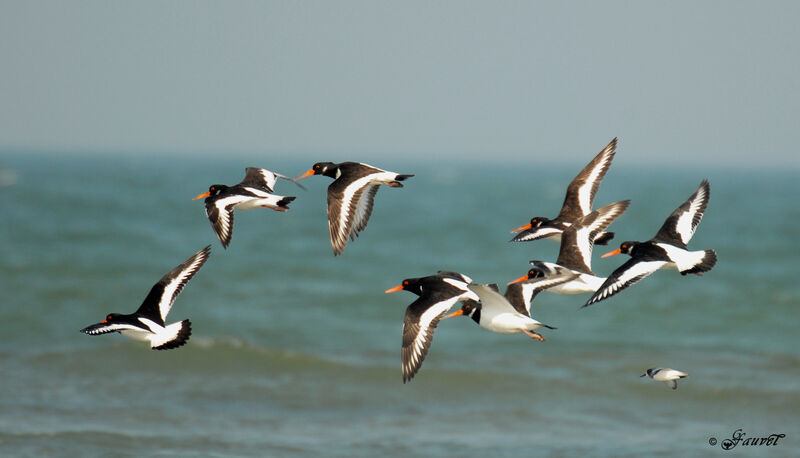 Eurasian Oystercatcher