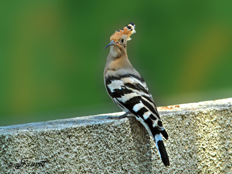 Eurasian Hoopoe