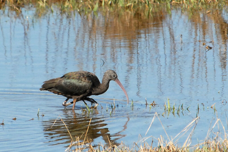 Ibis falcinelle, identification, Comportement