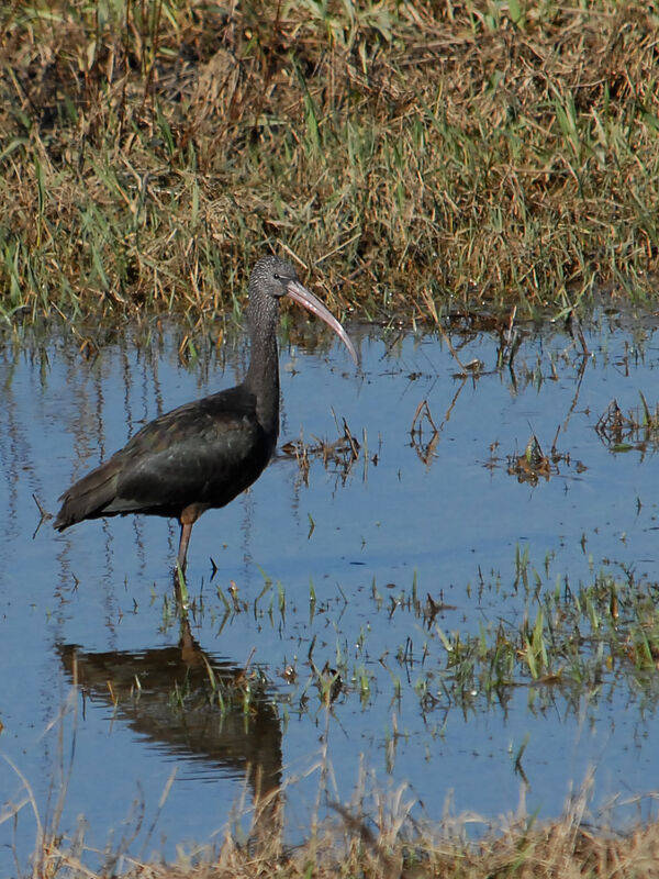 Ibis falcinelle, identification