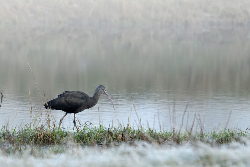 Ibis falcinelleadulte, identification