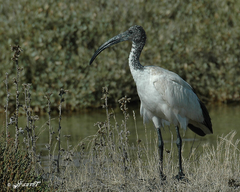 Ibis sacré