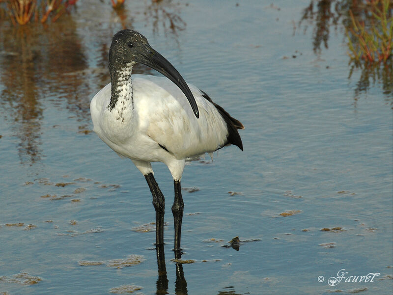 Ibis sacré