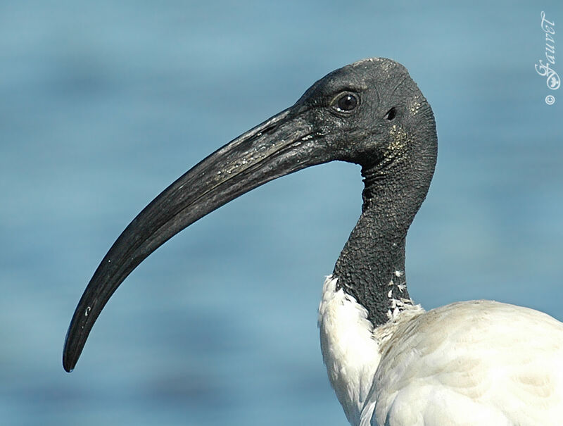 Ibis sacré