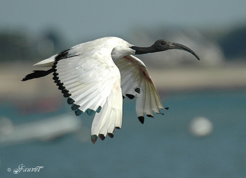 Ibis sacré