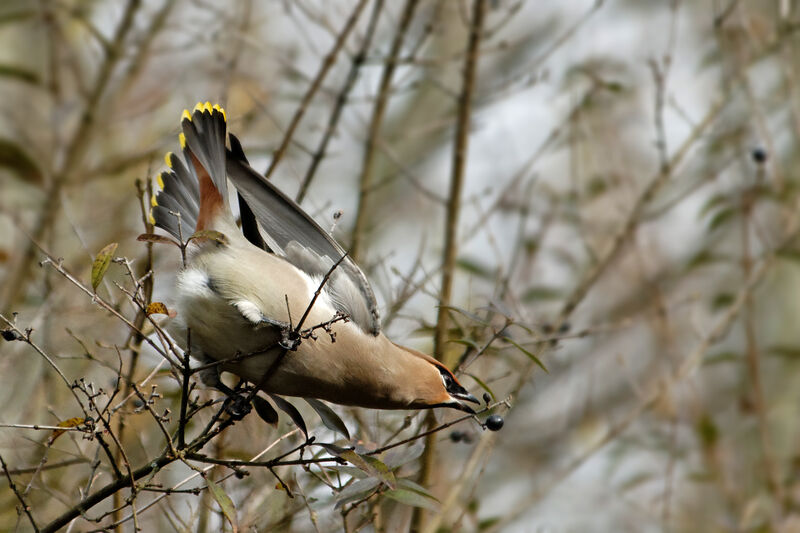 Bohemian Waxwing, identification