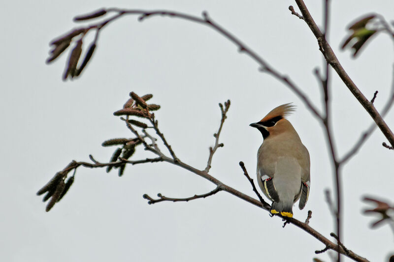 Bohemian Waxwing, identification