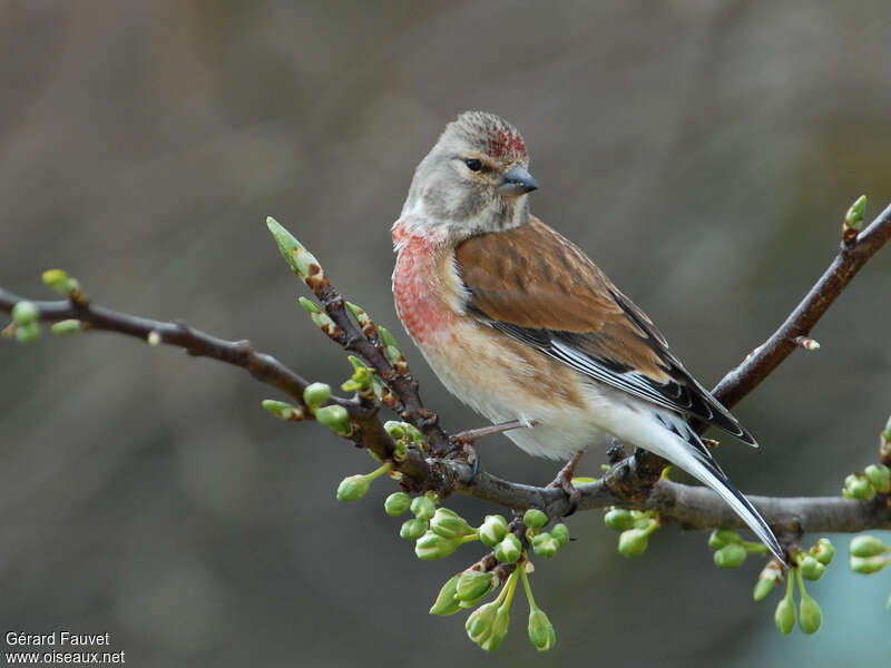 Linotte mélodieuse mâle adulte transition, identification